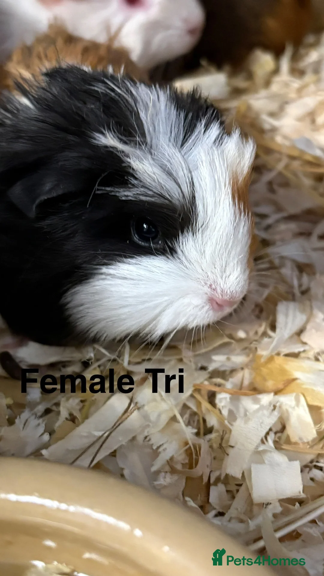 Guinea Pig rodents for sale: Baby guinea pigs, male and female available  - Advert 7