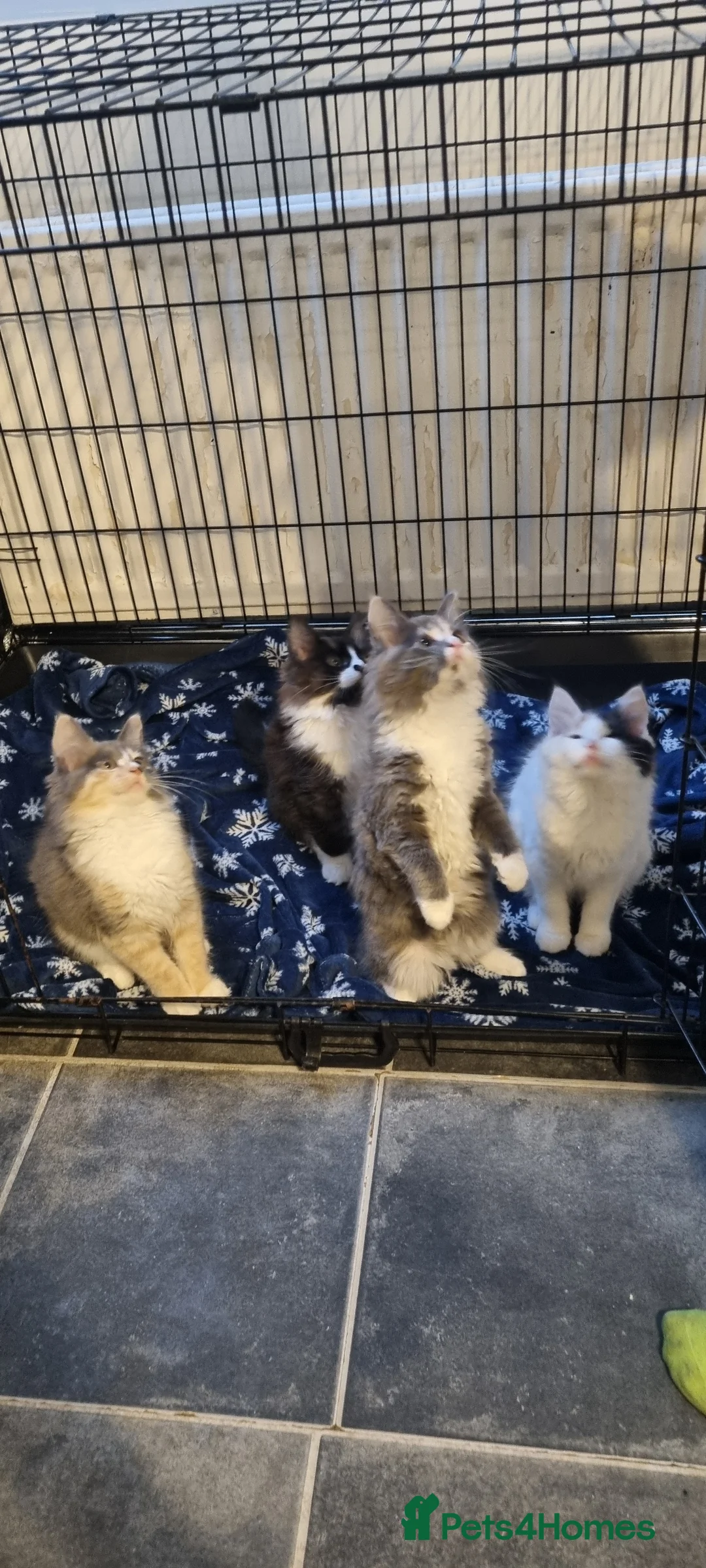 Mixed Breed cats for sale: Fluffy little girls - Advert 5