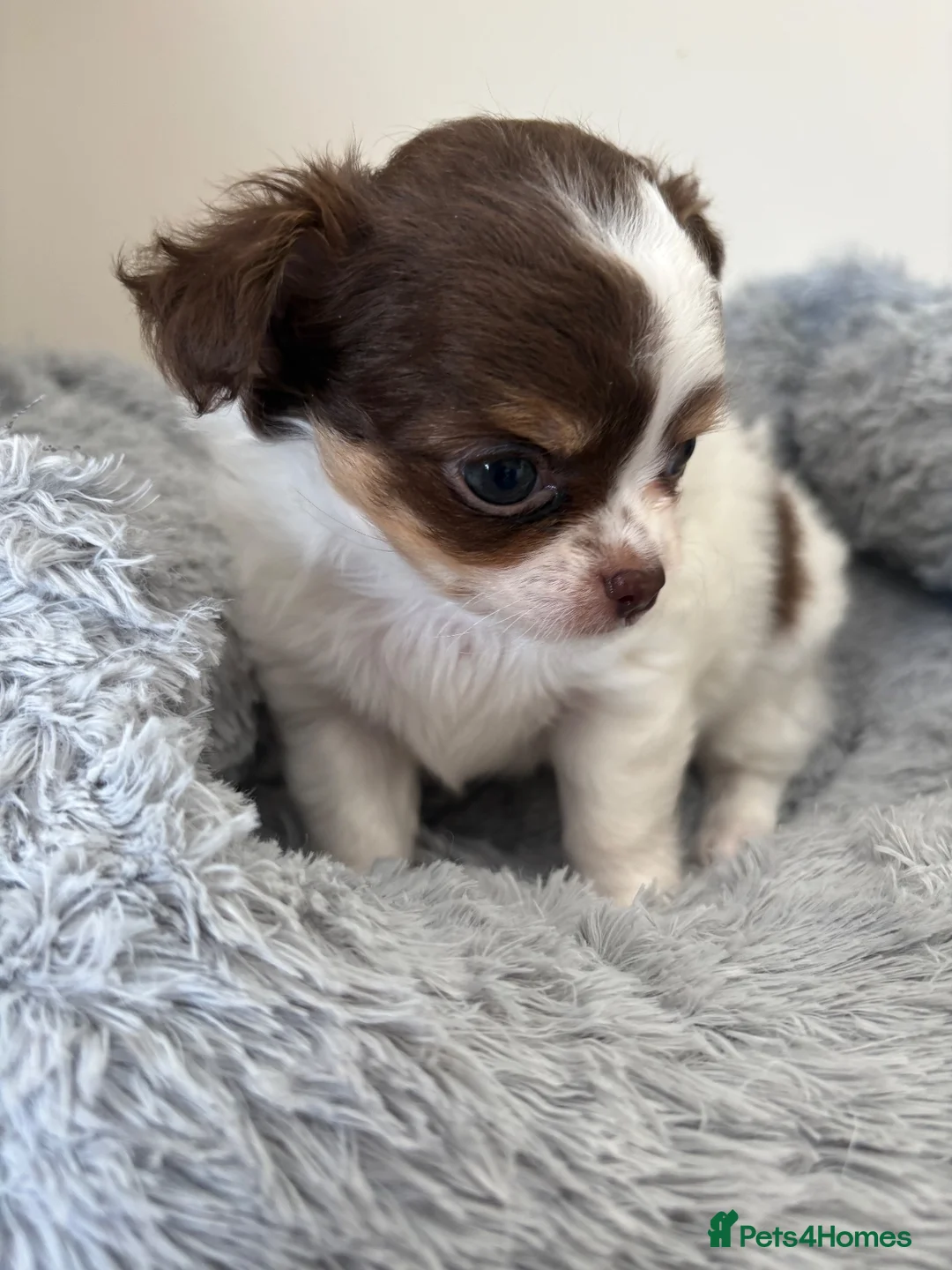 Chihuahua dogs for sale: Litter of tiny long haired chihuahuas - Advert 2