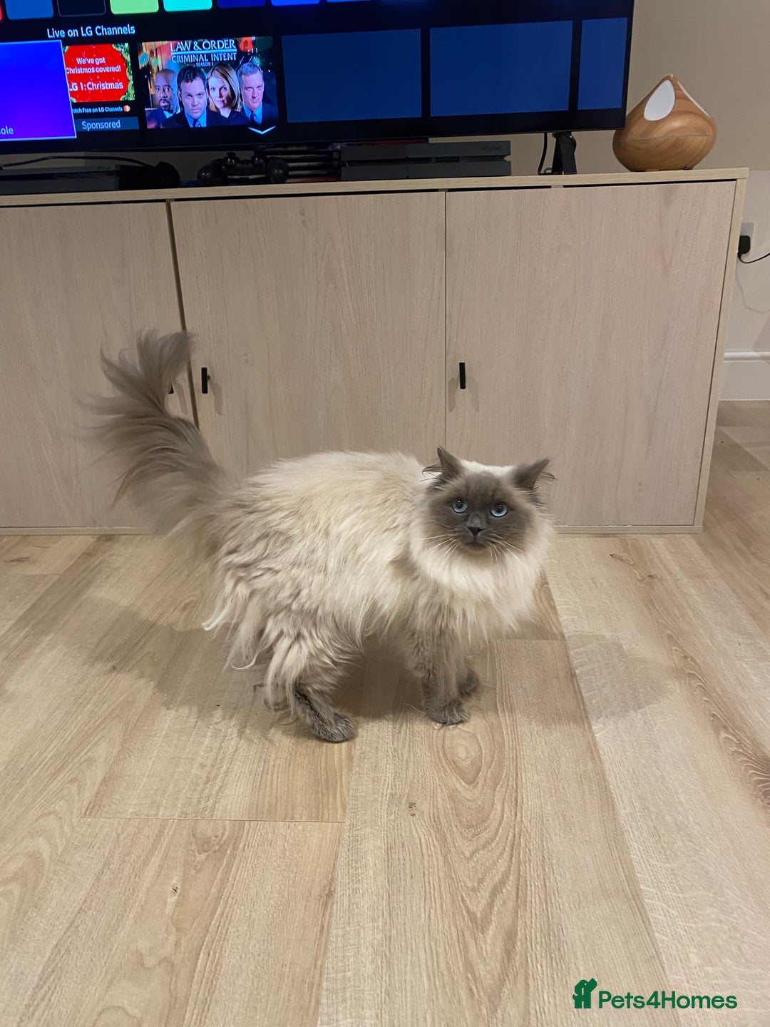 Ragdoll cats for sale: Ragdoll Girl Looking for Her Forever Home  - Advert 3