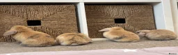 Mini Lop rabbits for sale: Beautiful baby mini lops - Advert 14