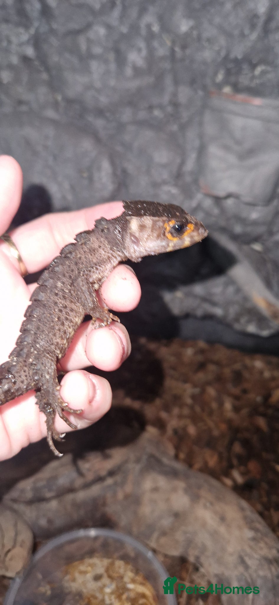 Skink reptiles 2 red eyed crocodile skink's & setup - Advert 5