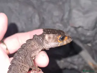 Skink reptiles 2 red eyed crocodile skink's & setup - Advert 5