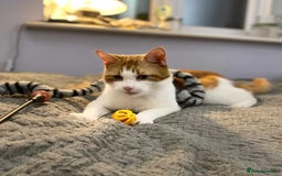 Domestic Shorthair cats for adoption: Jason & Pammy, 6 month old female & 8 yr old male - Image 7