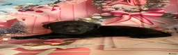 Labrador Retriever dogs for sale: Labrador puppies deposit secures in Castleford - Advert 16