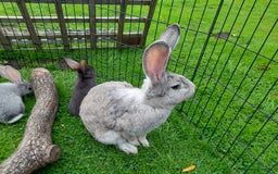 Continental Giant rabbits for sale: Beautiful Pure Giant Continental Babies  - Image 20