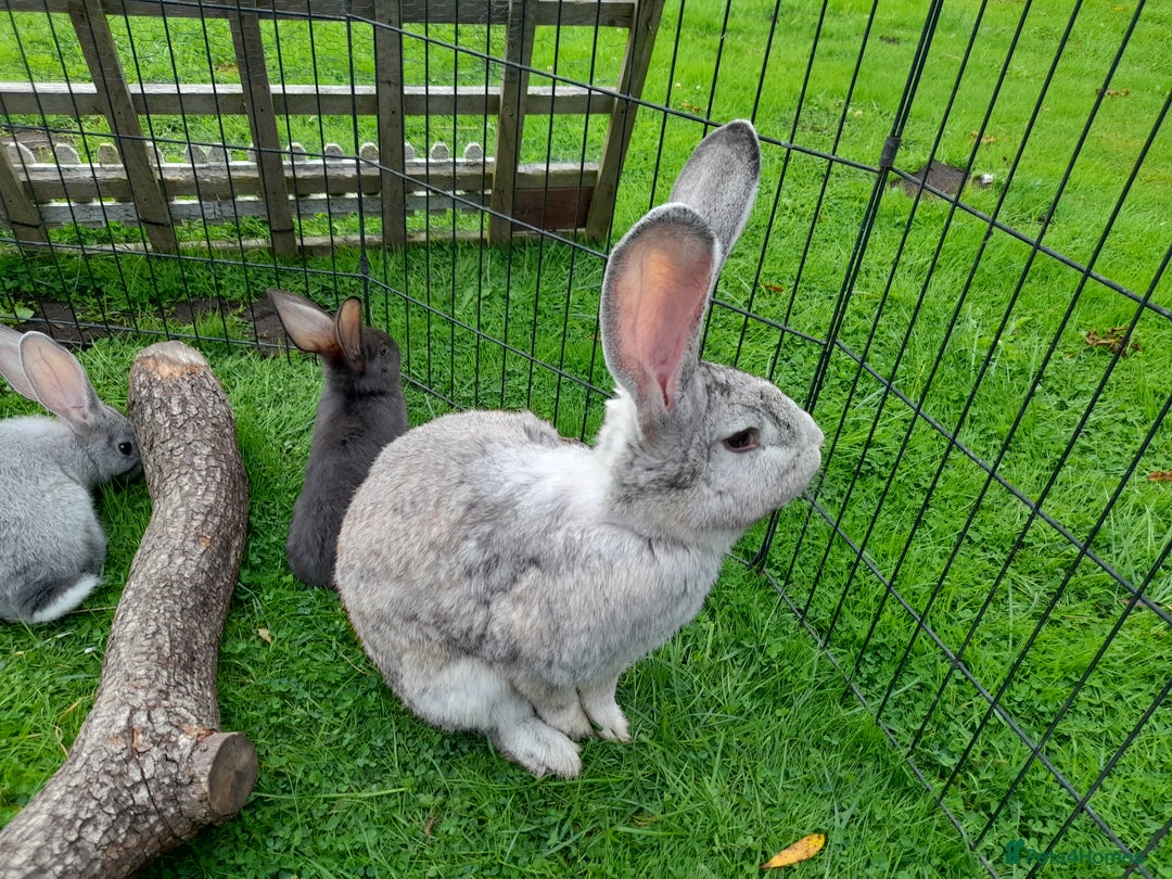Continental Giant rabbits for sale: Beautiful Pure Giant Continental Babies  - Image 20