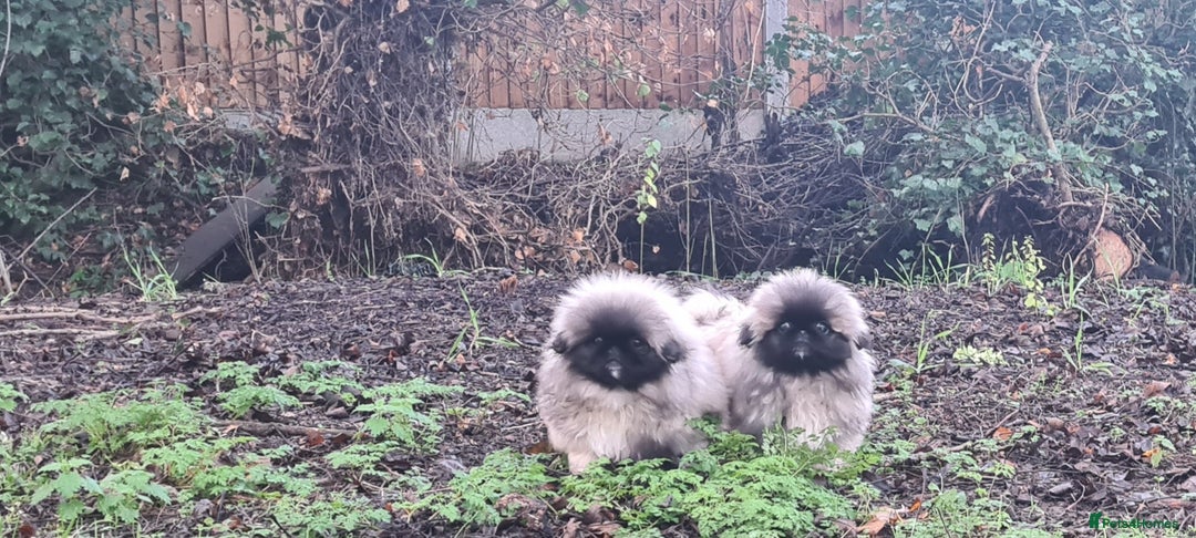 Pekingese dogs for sale: Pekingese puppys (Champion Bloodlines) - Advert 5