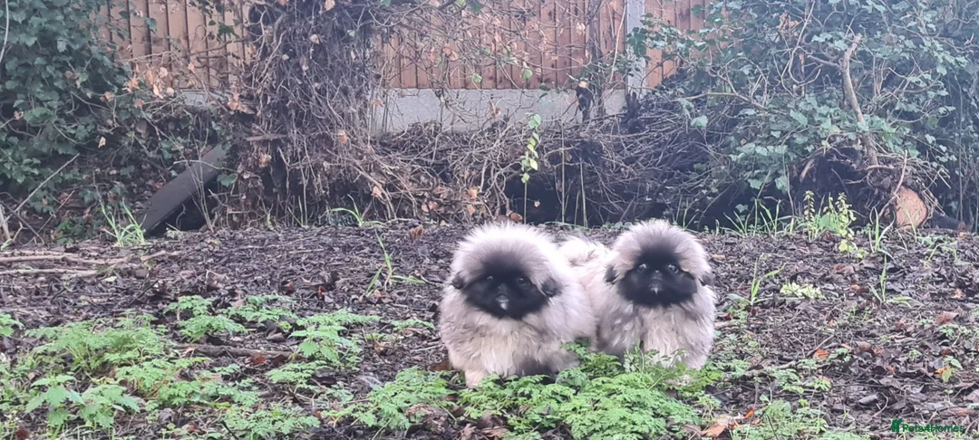 Pekingese dogs for sale: Pekingese puppys (Champion Bloodlines) - Advert 6