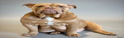English Bulldog dogs for sale: Exceptional Show-Quality KC English Bulldog Boy - Advert 9