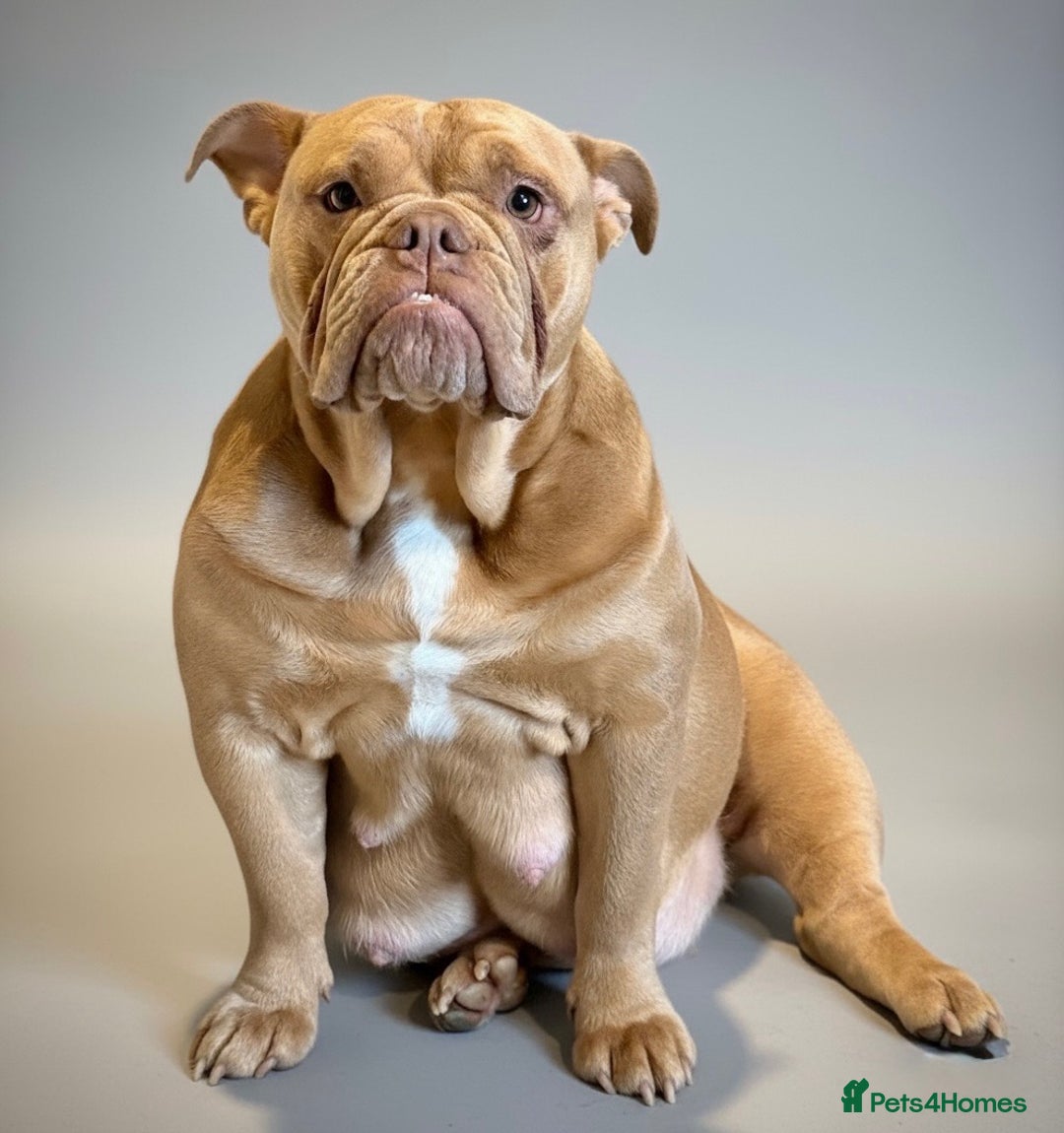 English Bulldog dogs for sale: Exceptional Show-Quality KC English Bulldog Boy - Advert 9