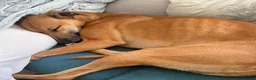 Lurcher dogs for sale: Beautiful Lurcher lawson is looking for his home  - Advert 8