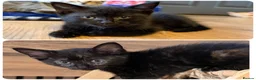 Ragdoll cats for sale: ragdoll X calico kiiten  - Advert 1