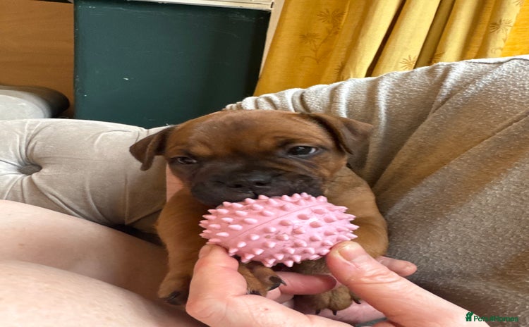 Staffordshire Bull Terrier dogs - Advert 13