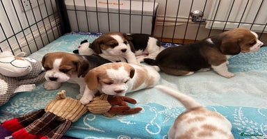 Beagle dogs - Advert 8