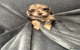 Cockapoo dogs for sale: STUNNING F1 Show Cockapoo Puppies  - Image 14