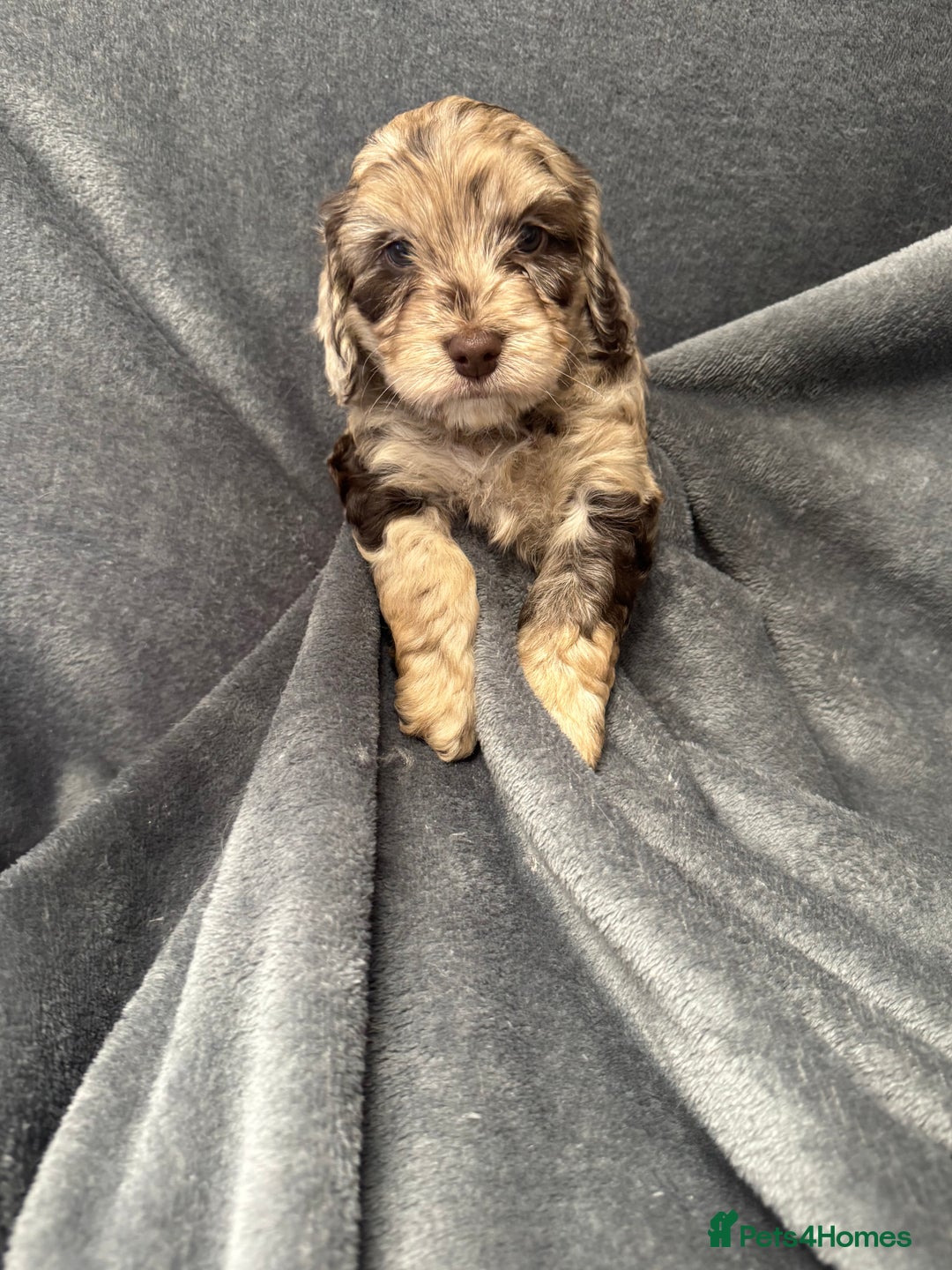 Cockapoo dogs for sale: STUNNING F1 Show Cockapoo Puppies  - Image 14