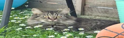 Domestic Shorthair cats for sale: Female tabby kitten ready for new home 05/10/2026 in Berkeley - Advert 3