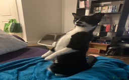 British Shorthair cats for sale: Juno and Minnie - Image 20
