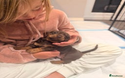 Dachshund dogs for sale: Gorgeous sausage pups for sale  - Image 7
