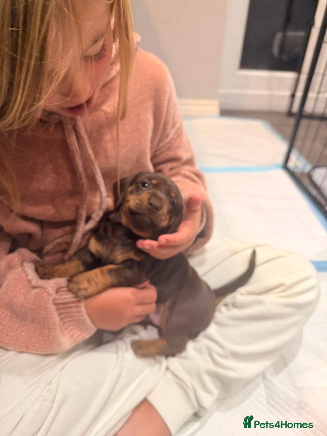 Dachshund dogs for sale: Gorgeous sausage pups for sale  - Image 7