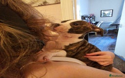 Staffordshire Bull Terrier dogs for sale: Staffordshire bull terrier puppy  - Image 4