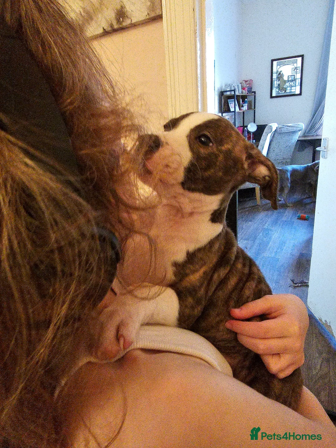 Staffordshire Bull Terrier dogs for sale: Staffordshire bull terrier puppy  - Image 4