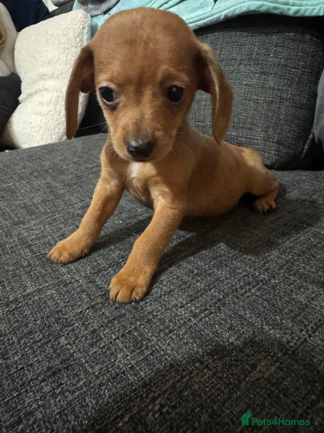 Dachshund dogs for sale: 5 beautiful dachshund 1 girl 4 boys - Advert 18