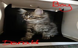 Ragcoon cats for sale: Mainecoon x Ragdoll kittens - Image 2