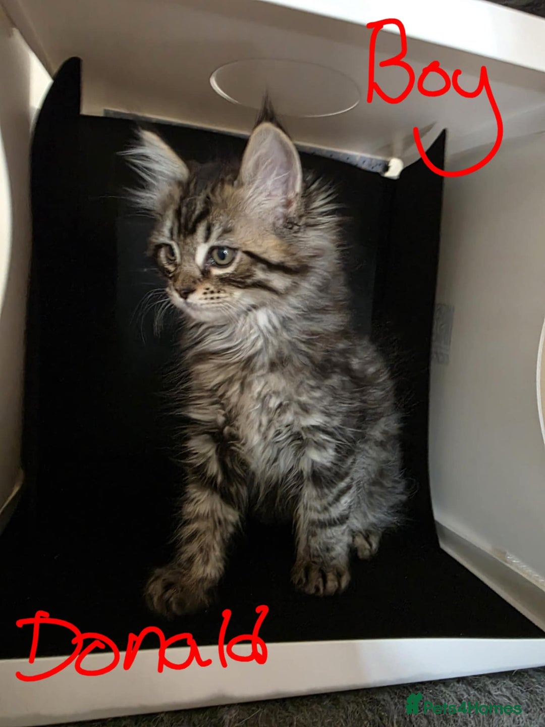 Ragcoon cats for sale: Mainecoon x Ragdoll kittens - Image 2