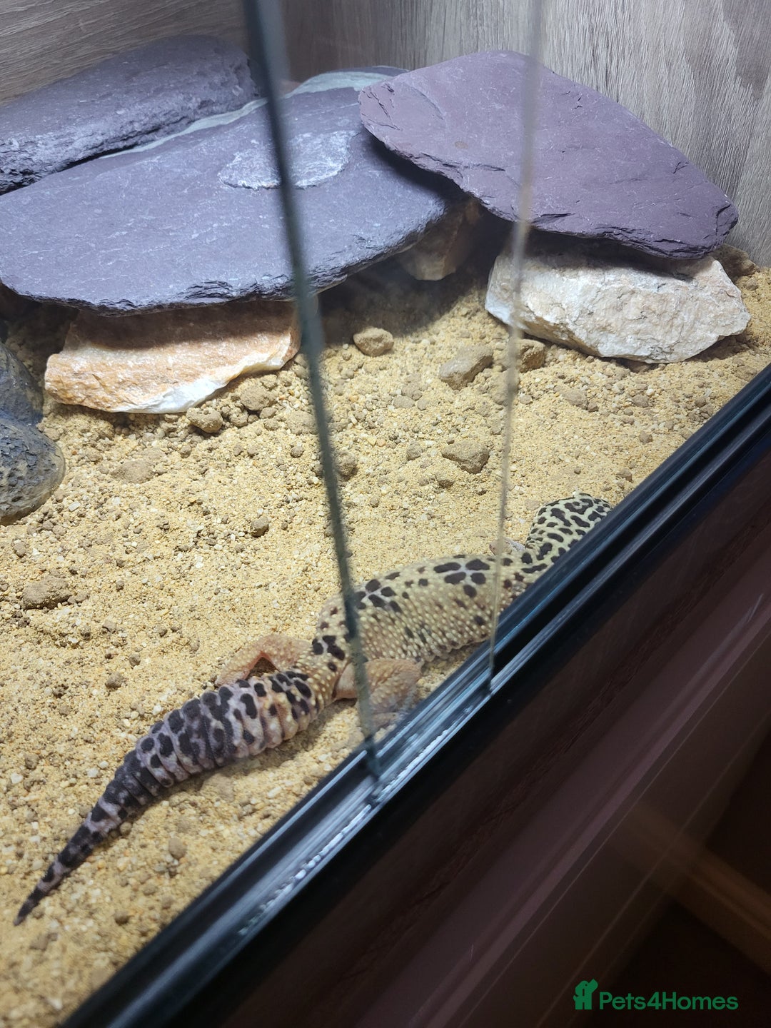 Leopard Gecko reptiles for sale: Leopard gecko  - Advert 6