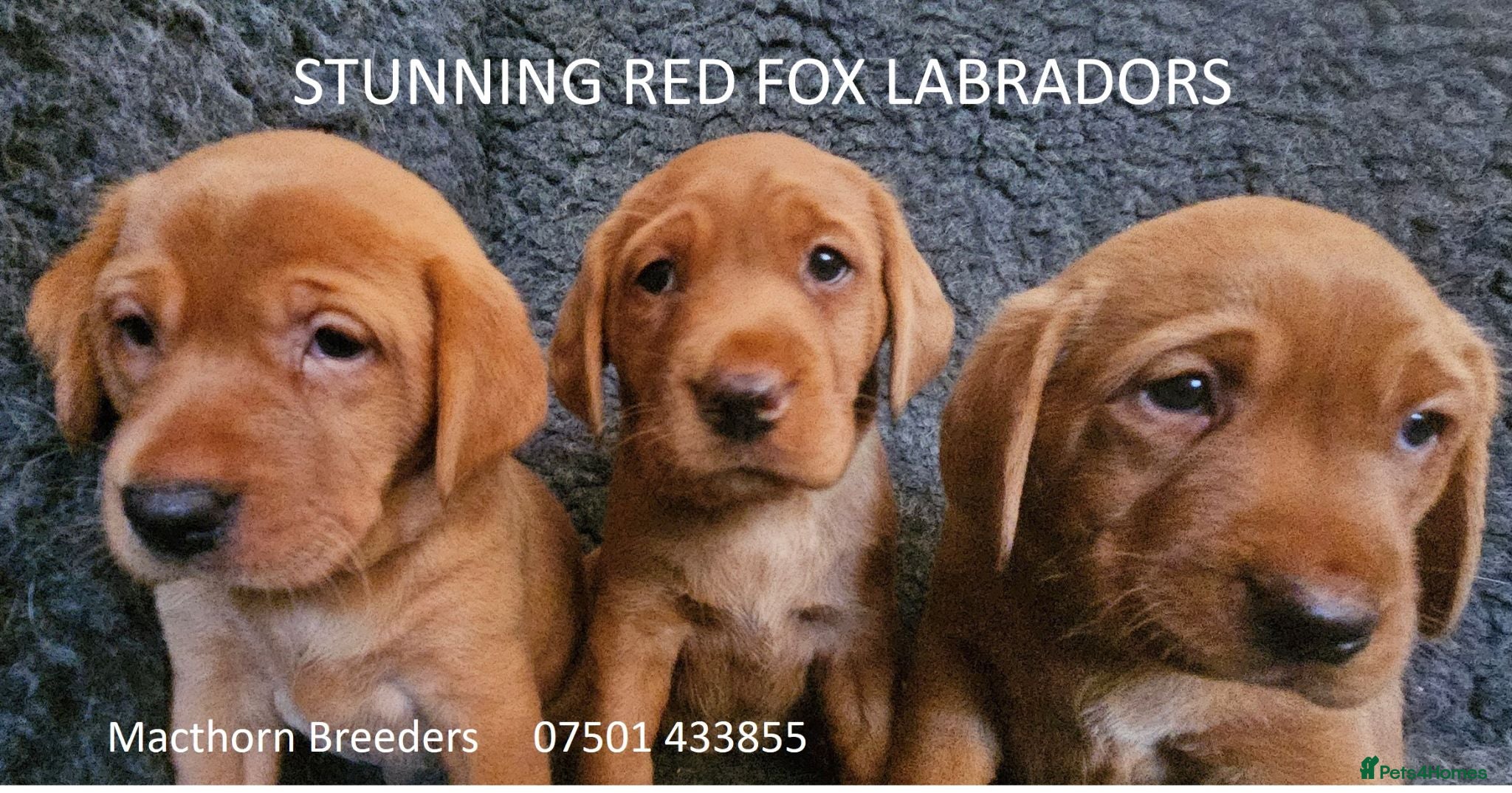 Labrador Retriever dogs Stunning Red/Golden Labs-KC Reg, Health Checked - Advert 11