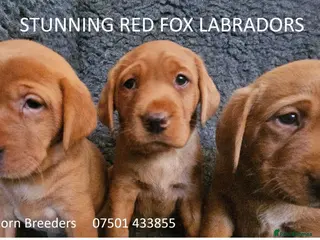 Labrador Retriever dogs Stunning Red/Golden Labs-KC Reg, Health Checked - Advert 11