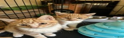Domestic Shorthair cats for sale: Two ginger males (HAVE TO GO TOGETHER- READ DESC) - Advert 7