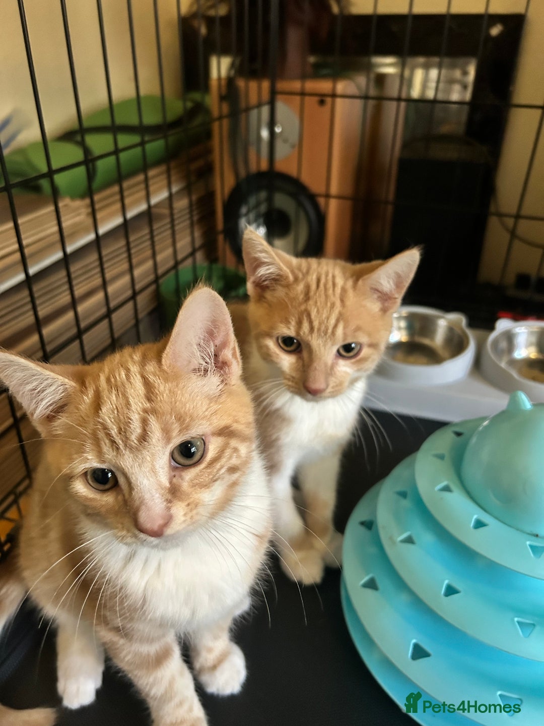 Domestic Shorthair cats for sale: Two ginger males (HAVE TO GO TOGETHER- READ DESC) - Advert 7