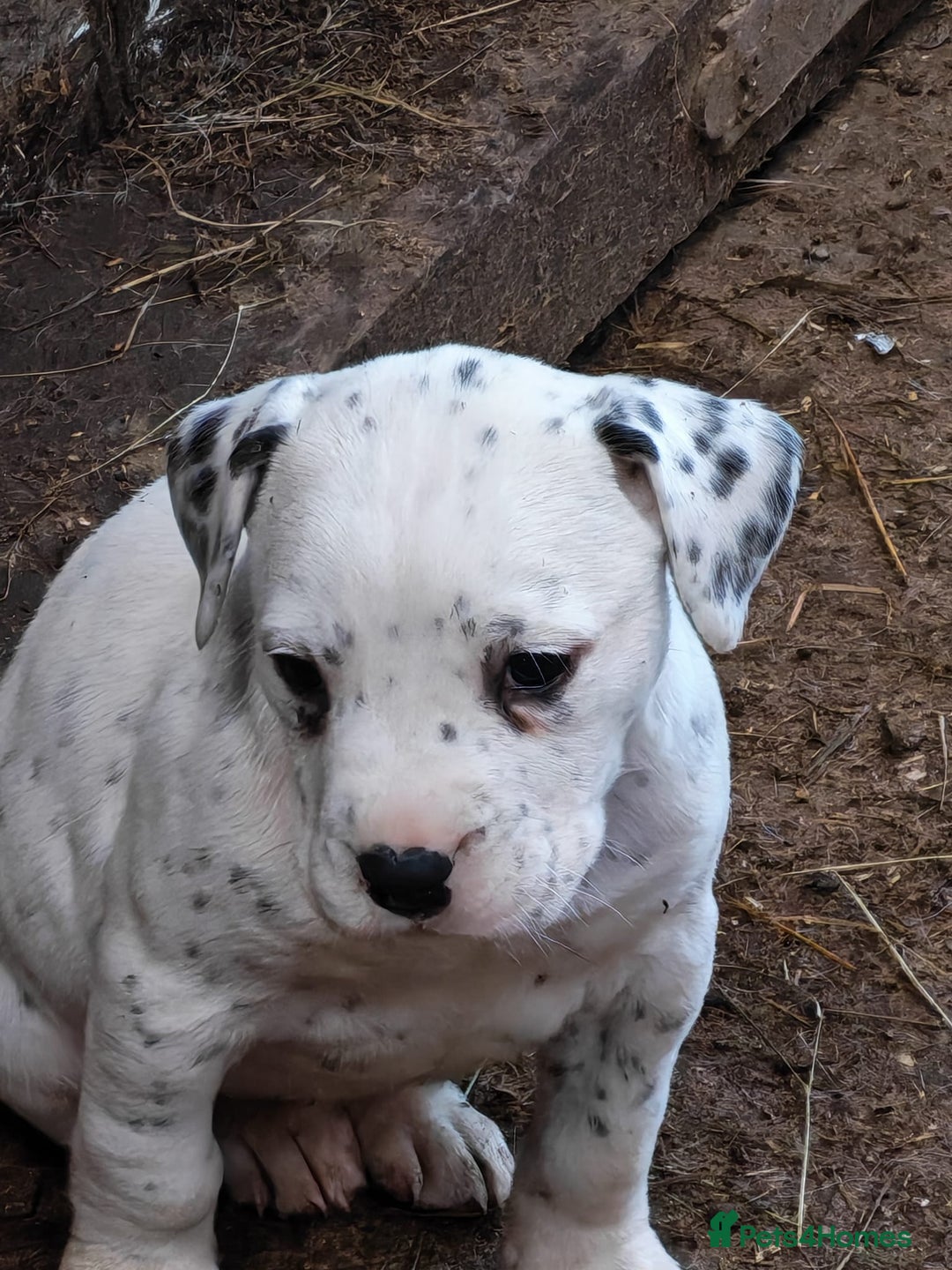 Mixed Breed dogs for sale: Boxmatian - Advert 3