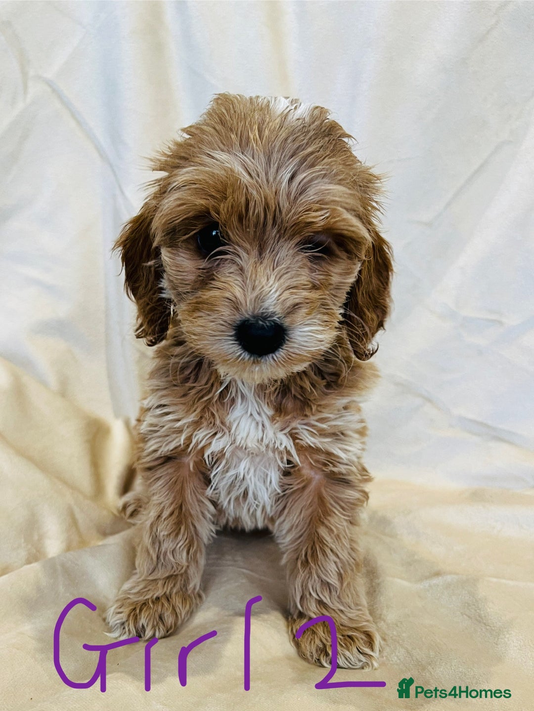 Cockapoo dogs for sale: F1 Show cockapoos(ready now ) - Image 6
