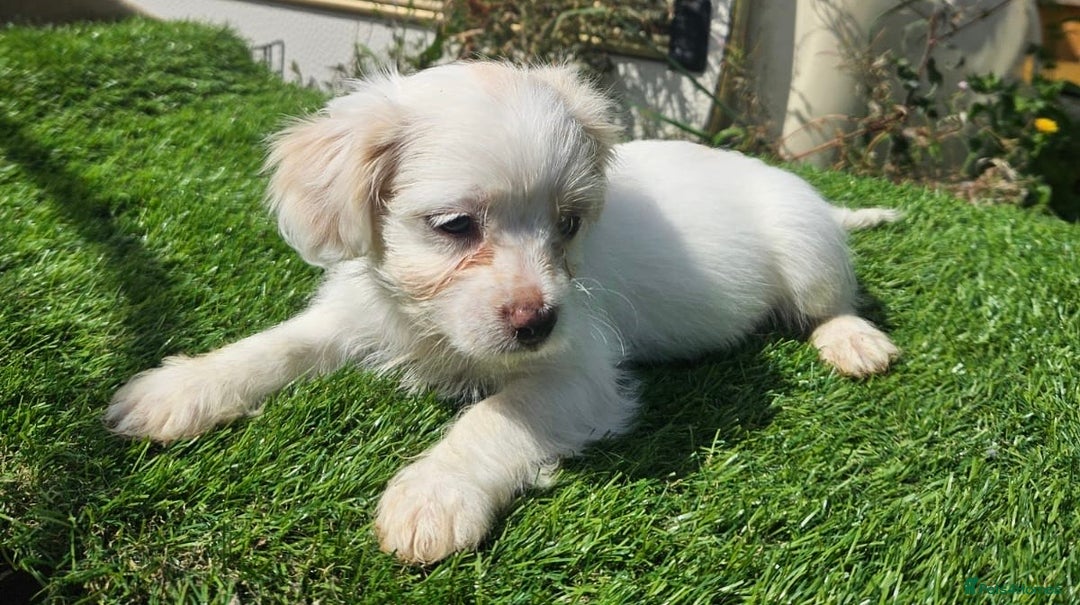 Mixed Breed dogs for sale: Mixed puppy’s  - Image 7