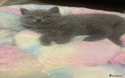 British Shorthair cats for sale: British Shorthair Blue Kittens for  **   - Advert 3