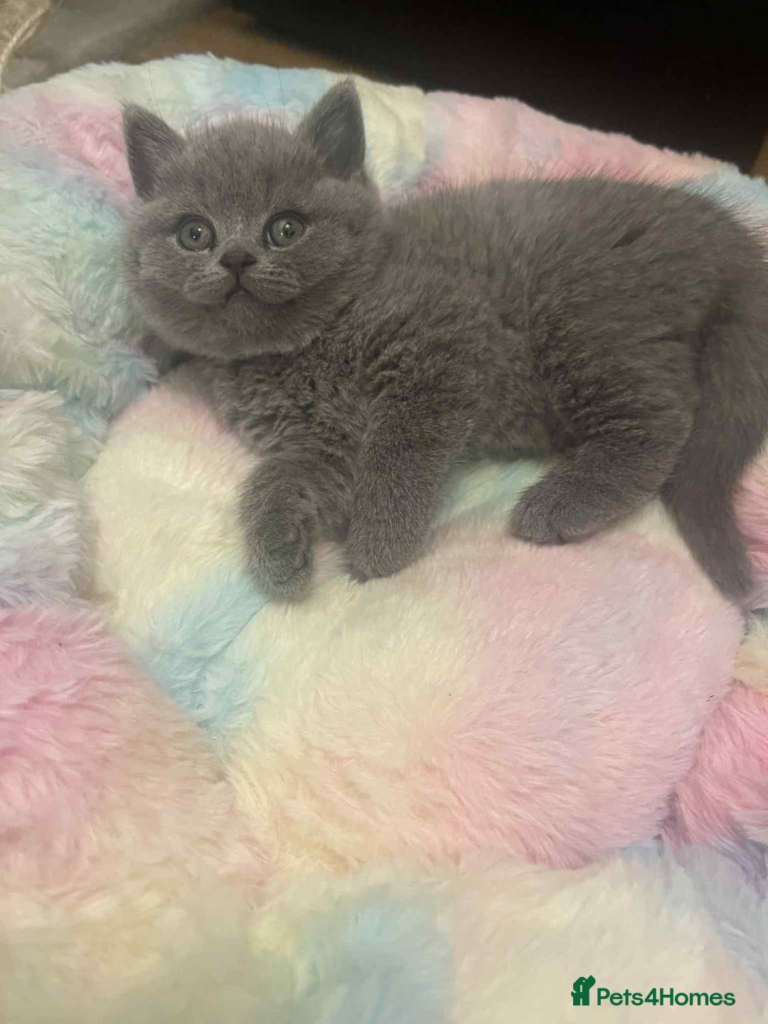 British Shorthair cats for sale: British Shorthair Blue Kittens for  **   - Advert 3