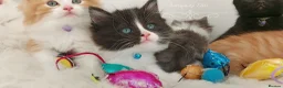 Ragdoll cats for sale: £Negotiable Beautiful cross Ragdoll/Persian😻😻😻 - Advert 22