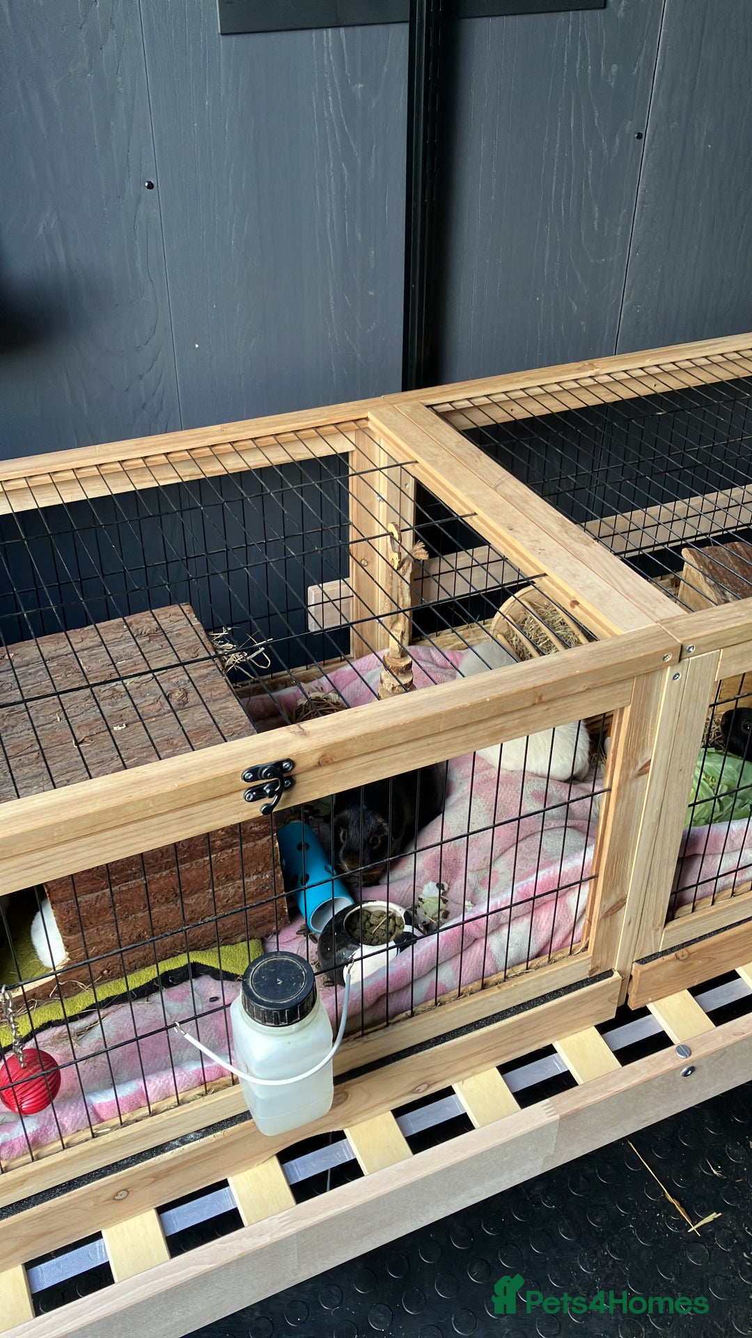 Guinea Pig rodents for sale: Purebred baby Black Tan guinea pig brothers - Advert 6