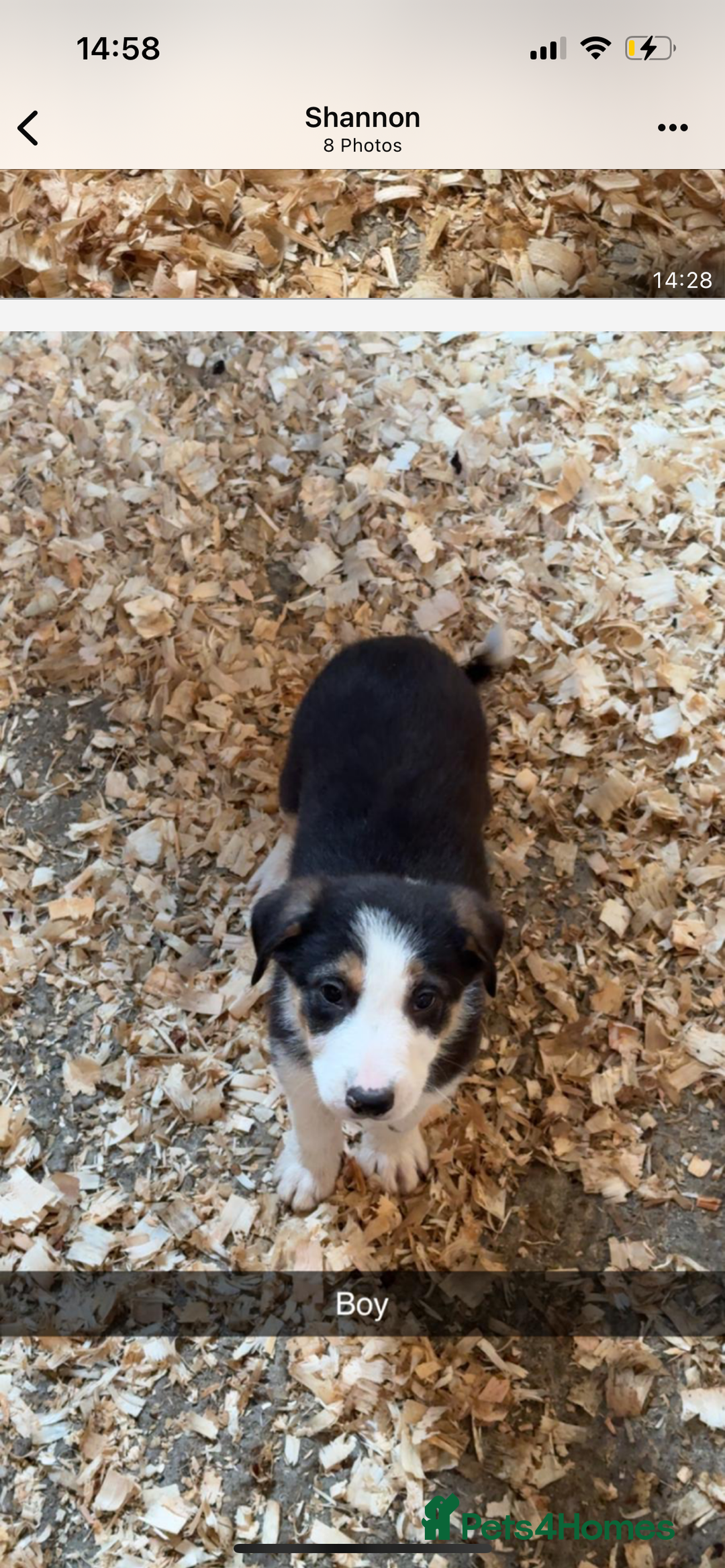 Border Collie dogs for sale: Border collie puppies  - Advert 8