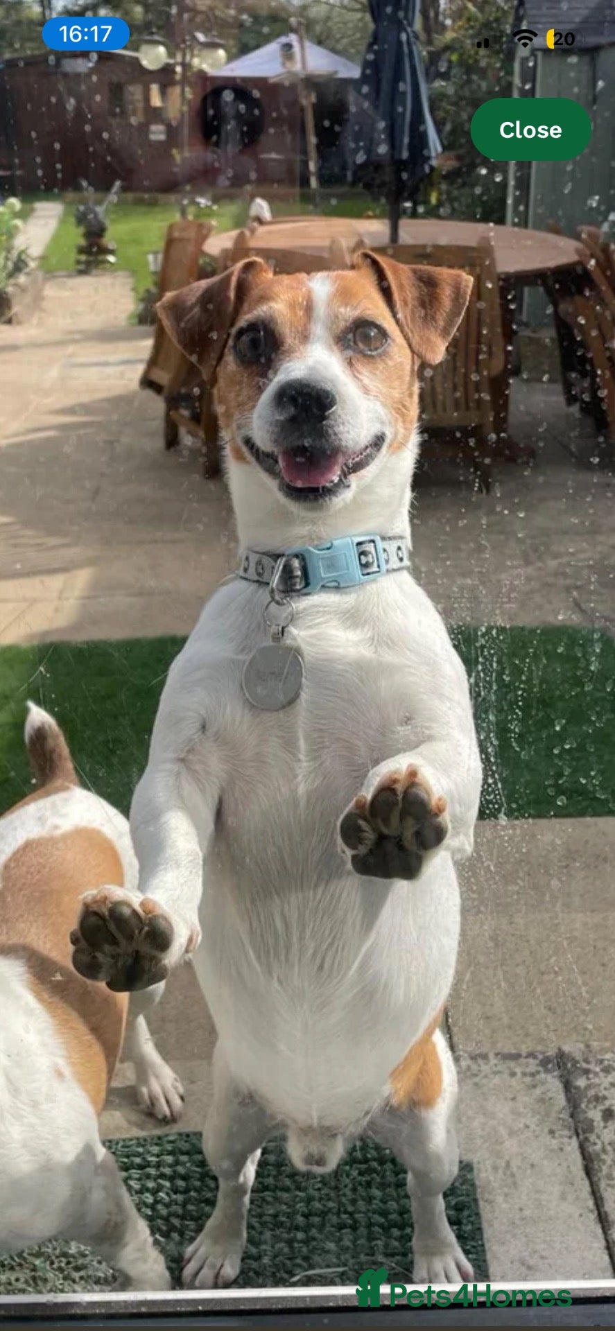 Jack Russell dogs Jack russle puppy for sale  - Advert 2