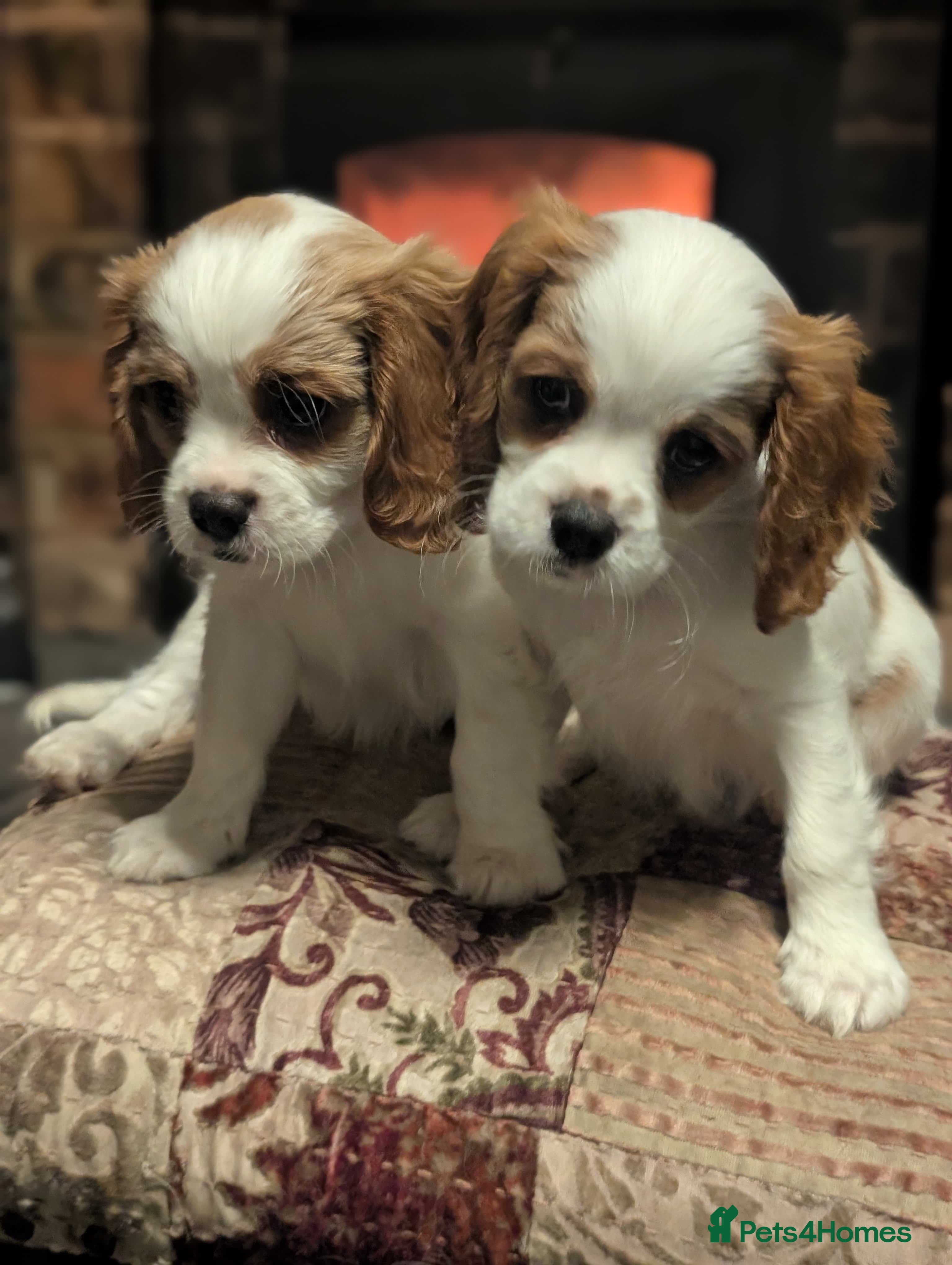 Cavalier King Charles Spaniel dogs Beautiful Blenheim King Charles spaniel pups    - Advert 13