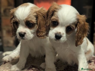 Cavalier King Charles Spaniel dogs Beautiful Blenheim King Charles spaniel pups - Advert 13