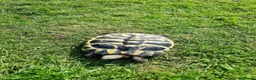 Hermann Tortoise reptiles for sale: Hermanns tortoise  - Advert 14