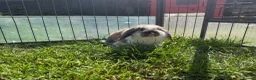 Mini Lop rabbits for sale: Litter of Mini Lop bunnies  - Advert 15