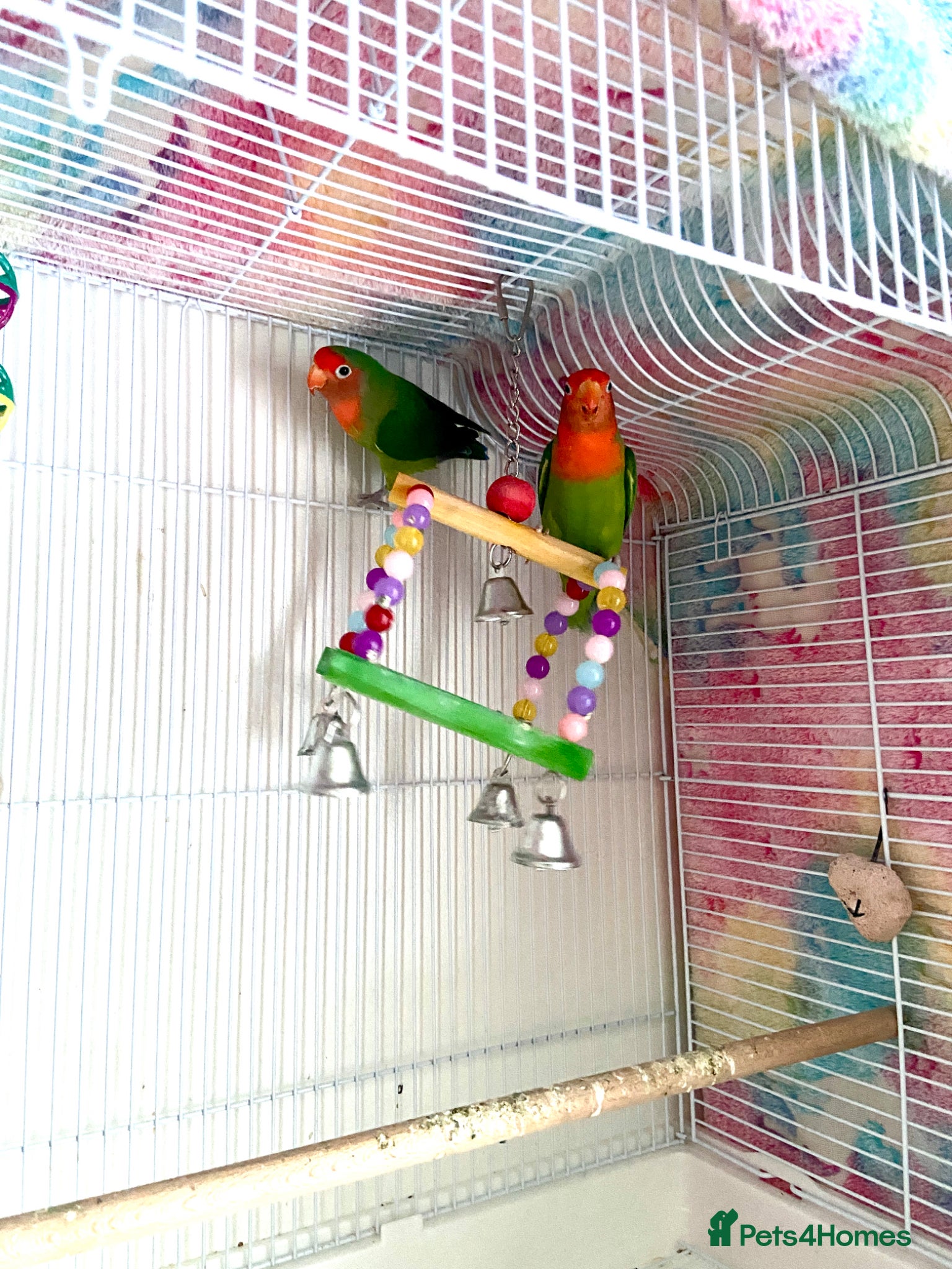 Lovebirds birds Beautiful Pair of Female Lovebirds for Sale! - Advert 3
