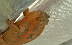 Chameleon reptiles for sale: Pink panther chameleon  - Image 2